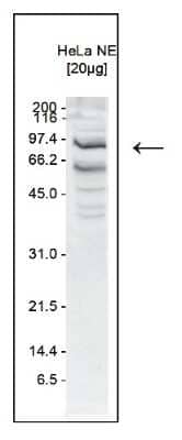 Western Blot: SSRP1 Antibody [NBP3-18676]